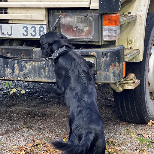 Hund söker efter narkotika på en lastbil Hund söker efter narkotika på en lastbil