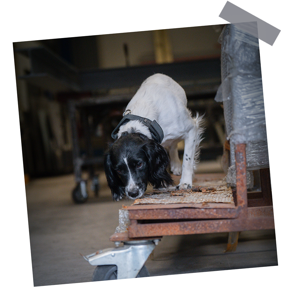 Narkotikahund gör sök i en industrilokal